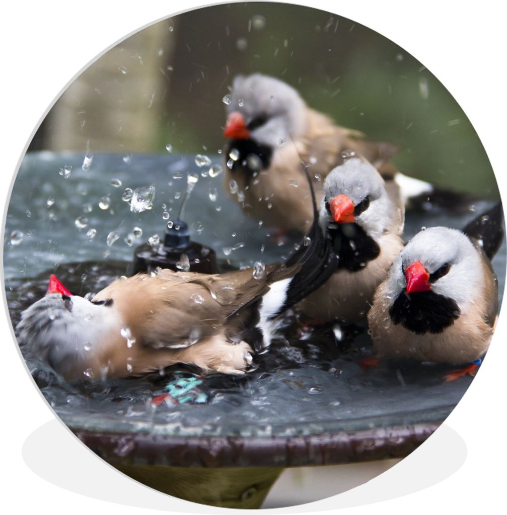 MuchoWow Rundes Wandbild - Runde Bilder Vogeltränke - Wasser - Vogel Ø 90 cm Kreis Wanddekoration Kunststoff - Wandkreis - Wandschmuck - Wand-K...