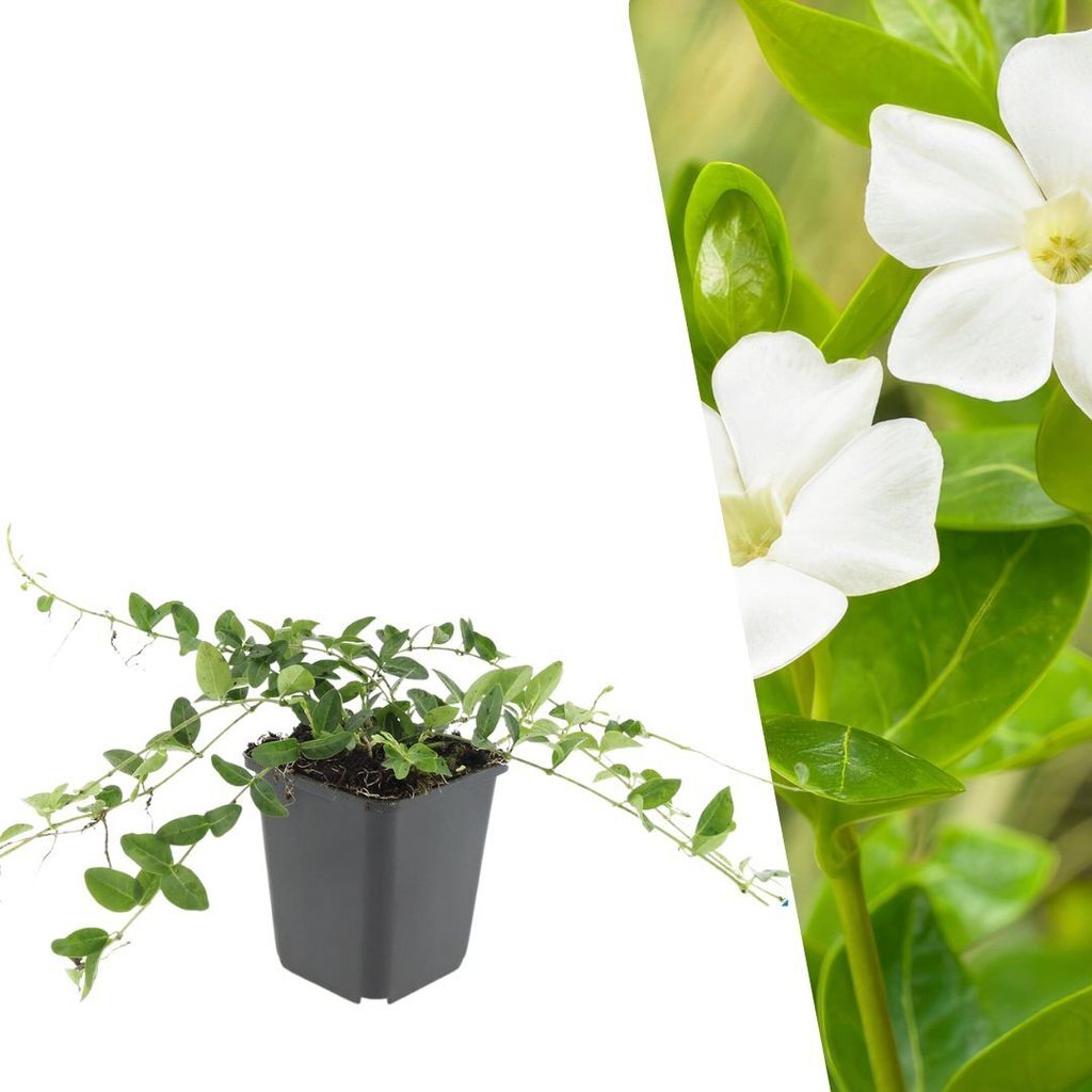 Plants by Frank | 60 Weißes Immergrün Pflanzen | Vinca Produktbild 