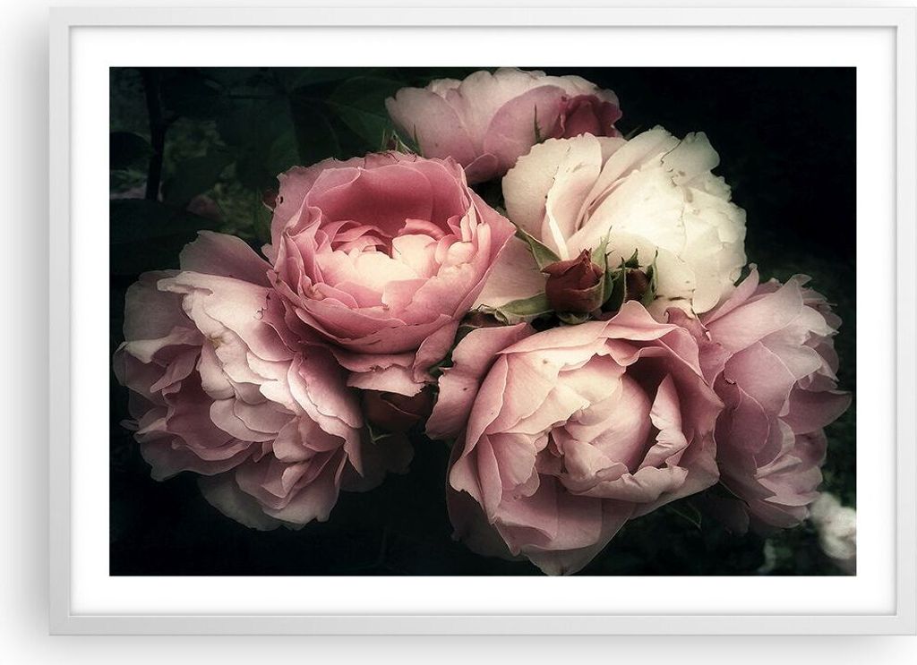 Gerahmtes Poster - Weißer Rahmen - Pfingstrose Blume - 70x50 cm - Wand Bild - Wanddeko - Wandbilder - Kunstposter - Wandposter - Bilderrahmen - Bi...
