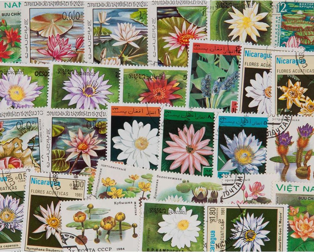 25 Seerosen