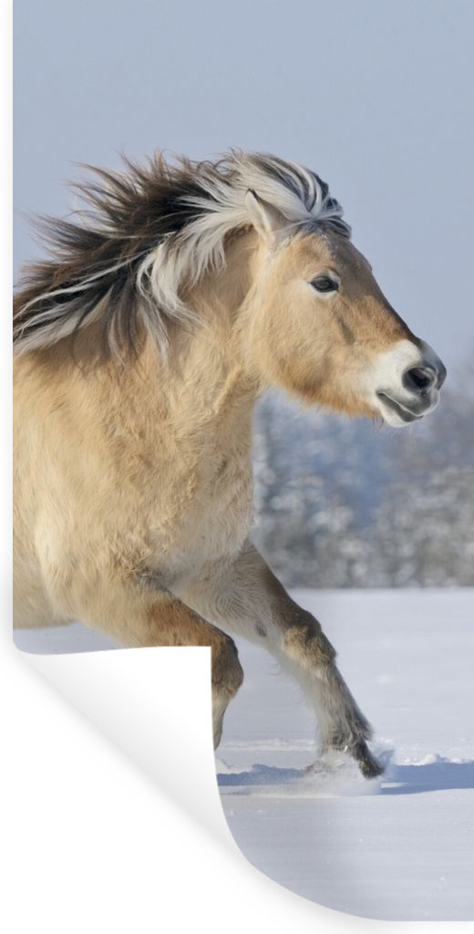 MuchoWow Wandtattoo Wandsticker Wandaufkleber Fjordpferd läuft durch den Schnee 60x120 cm Selbstklebend und Repositionierbar - Selbstklebend - F...