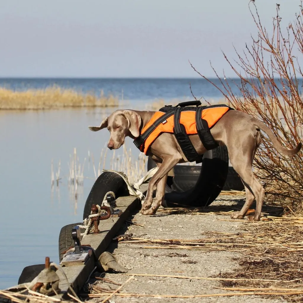 Gilet de sauvetage chien RukkaPets Medium évite le risque de noyade