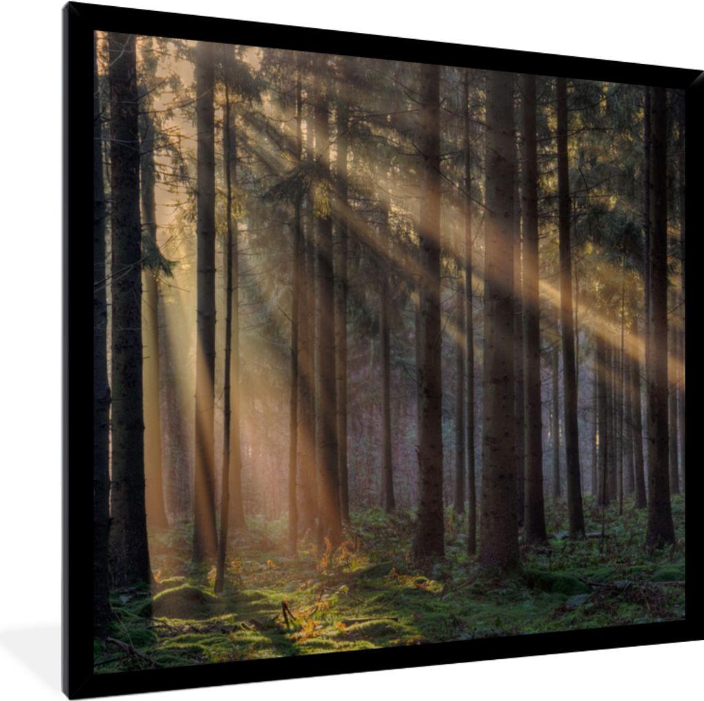MuchoWow Gerahmtes Poster Bäume - Wald - Sonne - Pflanzen 40x40 cm - Poster mit Schwarzem Bilderrahmen Wandposter Rahmen Foto Bilder - Mit Rahme...