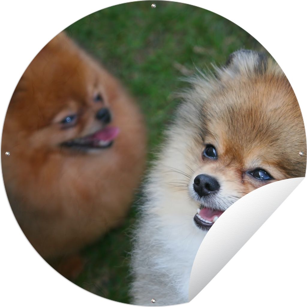 MuchoWow Gartenposter Outdoor-Poster Rund Zwei Pommersche Hunde Ø 90 cm Gartendeko Rundes Poster draußen