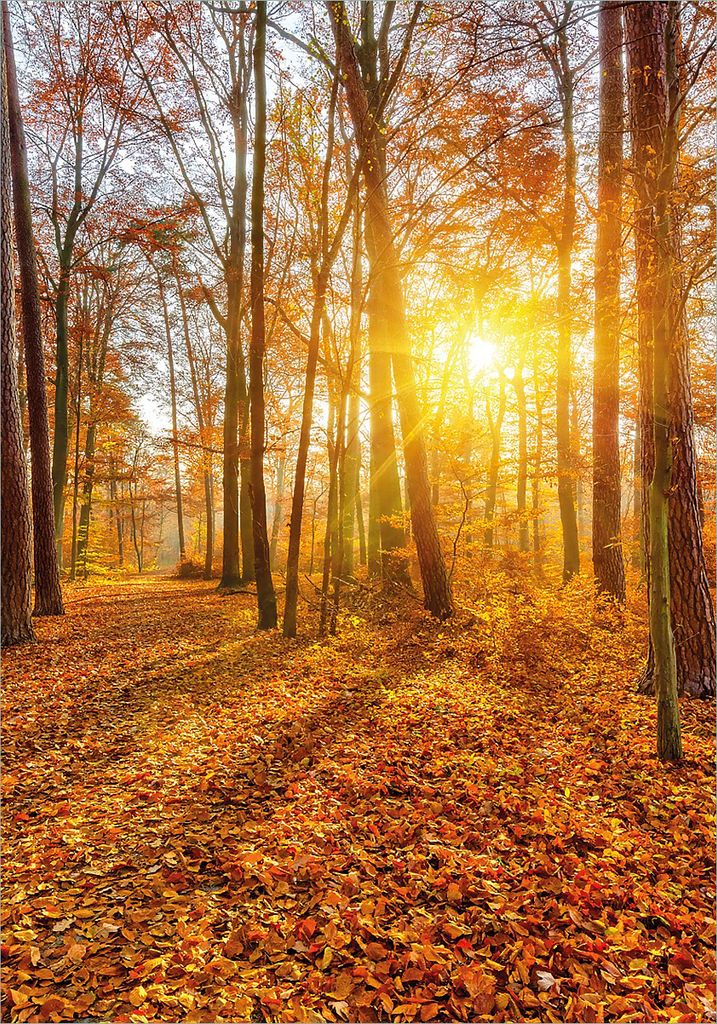 Wallario selbstklebendes Poster - Sonnenuntergang im herbstlichen Wald, Größe: 70 x 100 cm