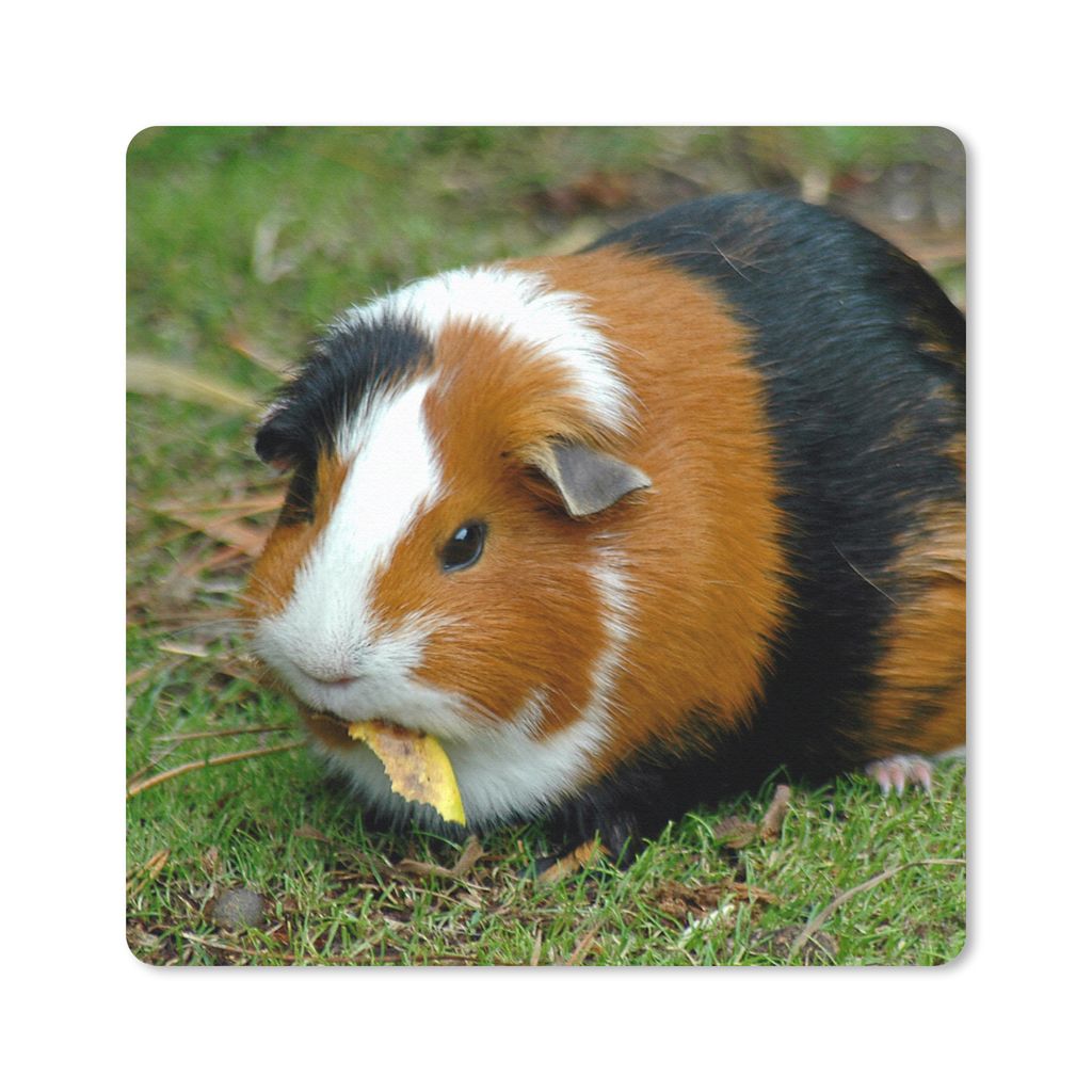MuchoWow Mauspad Mousepad Meerschweinchen draußen 30x30 cm - Mousepads - Maus Mat - Pad - Mausunterlage - Gaming