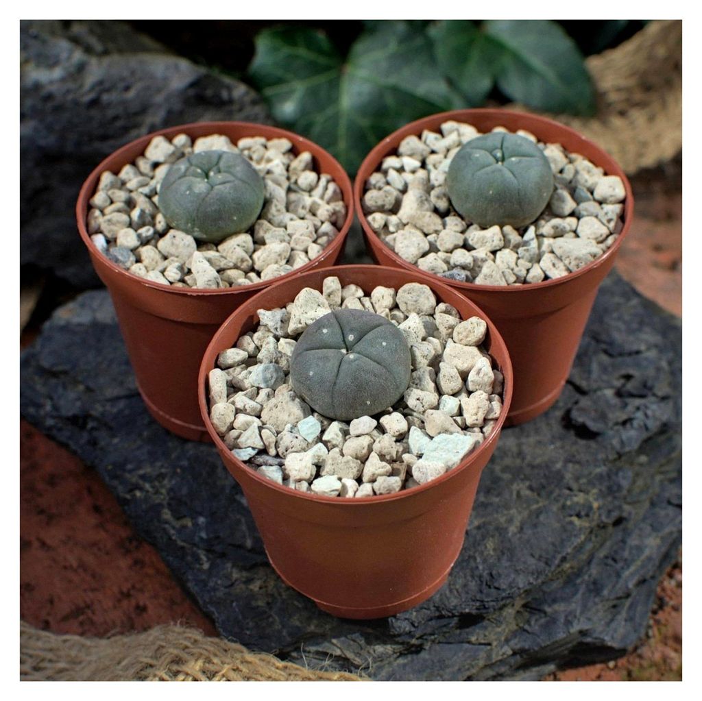 3x Lophophora williamsii Peyote, Durchmesser 2 cm