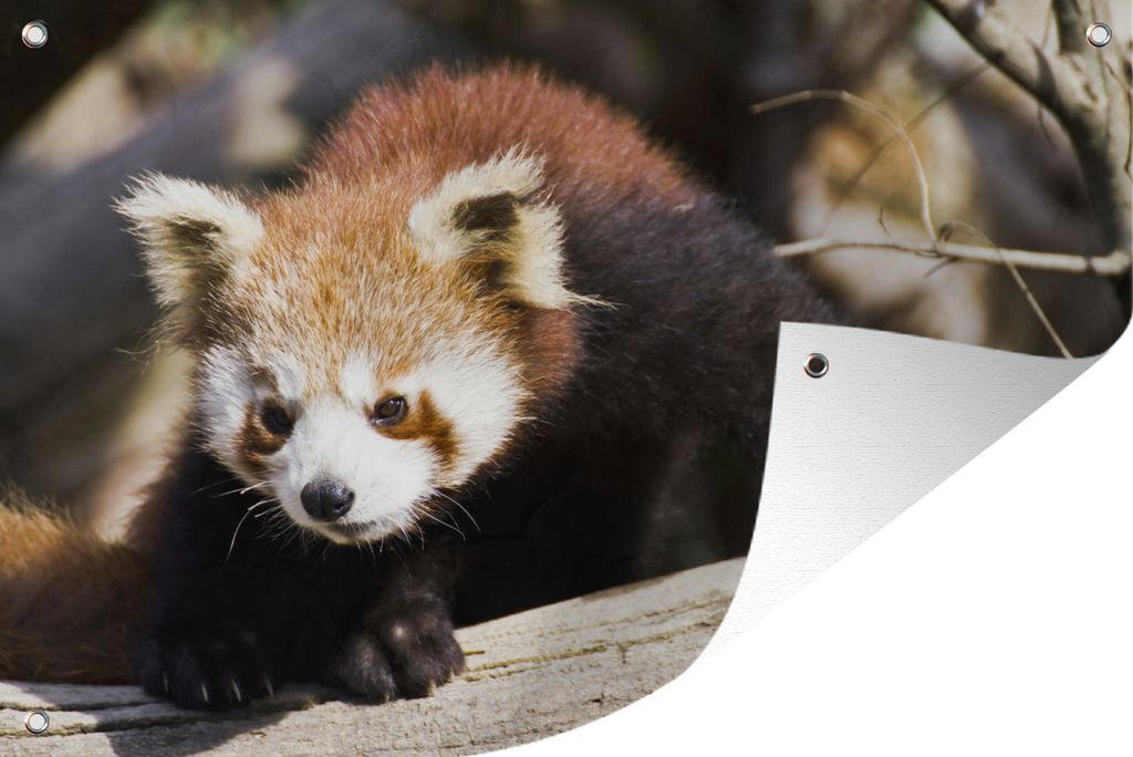 MuchoWow 60x40 cm Outdoor-Poster Gartendeko Sichtschutz Garten Poster für den Garten Roter Panda - Rüssel - Tier