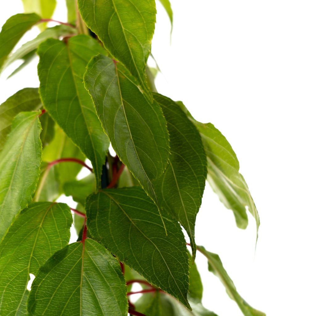 A close-up of green leaves on a plant stem against a white background.