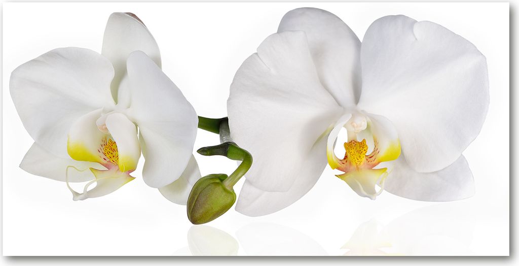 Tulup Glas-Bild - 100x50 -Wandkunst - Wandbild hinter gehärtetem Sicherheitsglas - Blumen & Pflanzen - Orchidee - Weiß