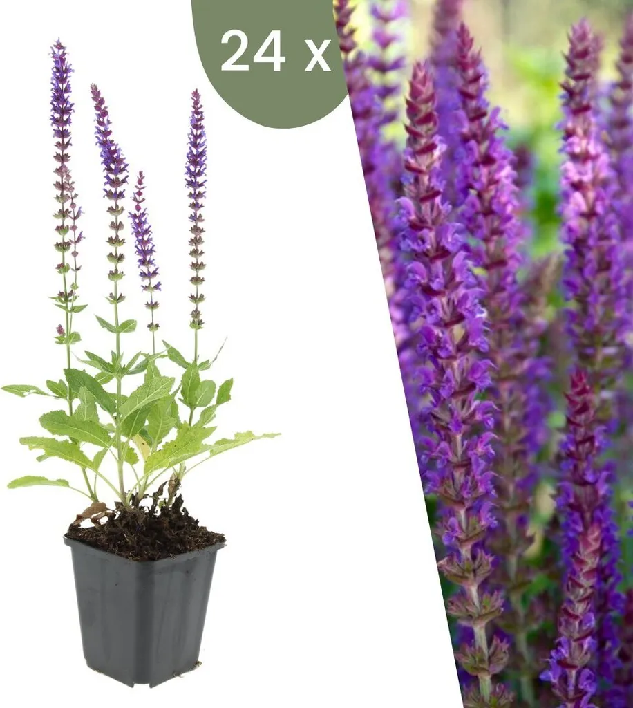 Sauge Salvia Ostfriesland Vivace Rustique Violette Lot 24 Plants Jardin