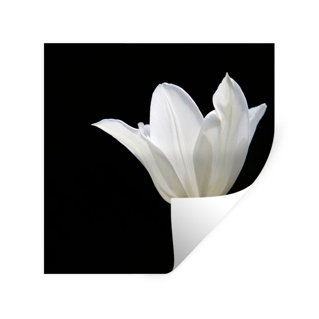 MuchoWow Wandtattoo Wandsticker Wandaufkleber Weiße Tulpe 50x50 cm Selbstklebend und Repositionierbar - Selbstklebend - Fototapeten