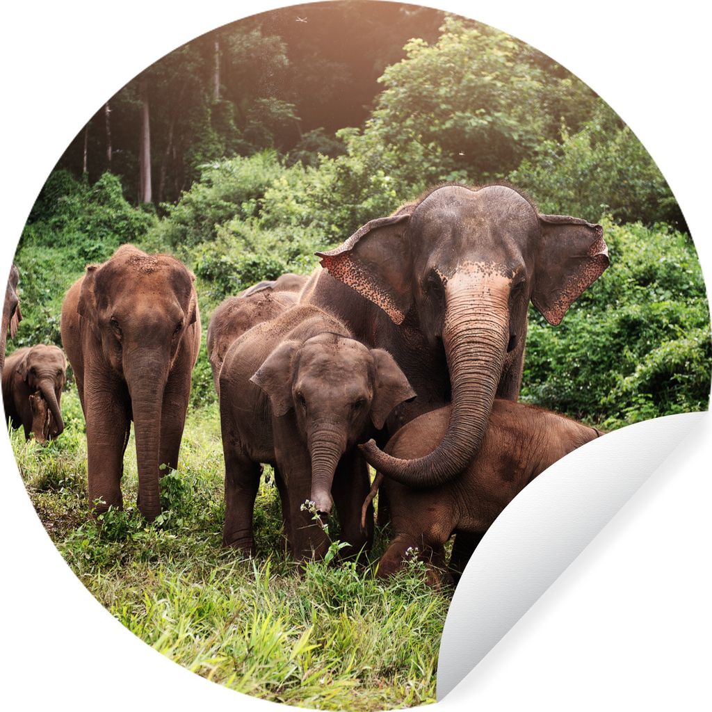 MuchoWow Runde Wandtattoo - Wandsticker Tapete Aufkleber Elefant - Tiere - Wald - Gras - Grün Ø 80 cm Selbstklebend und Repositionierbar - Wand...