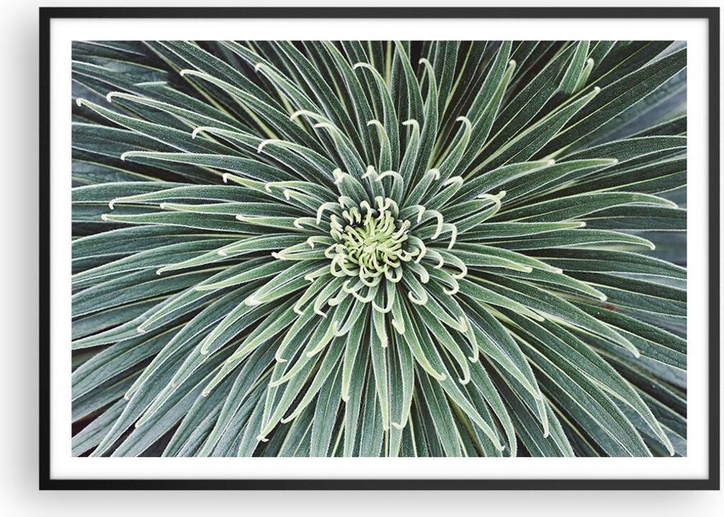 Gerahmtes Poster - Schwarzer Rahmen - Agave Grün Pflanze - 100x70 cm - Wand Bild - Wanddeko - Wandbilder - Kunstposter - Wandposter - Bilderrahmen...