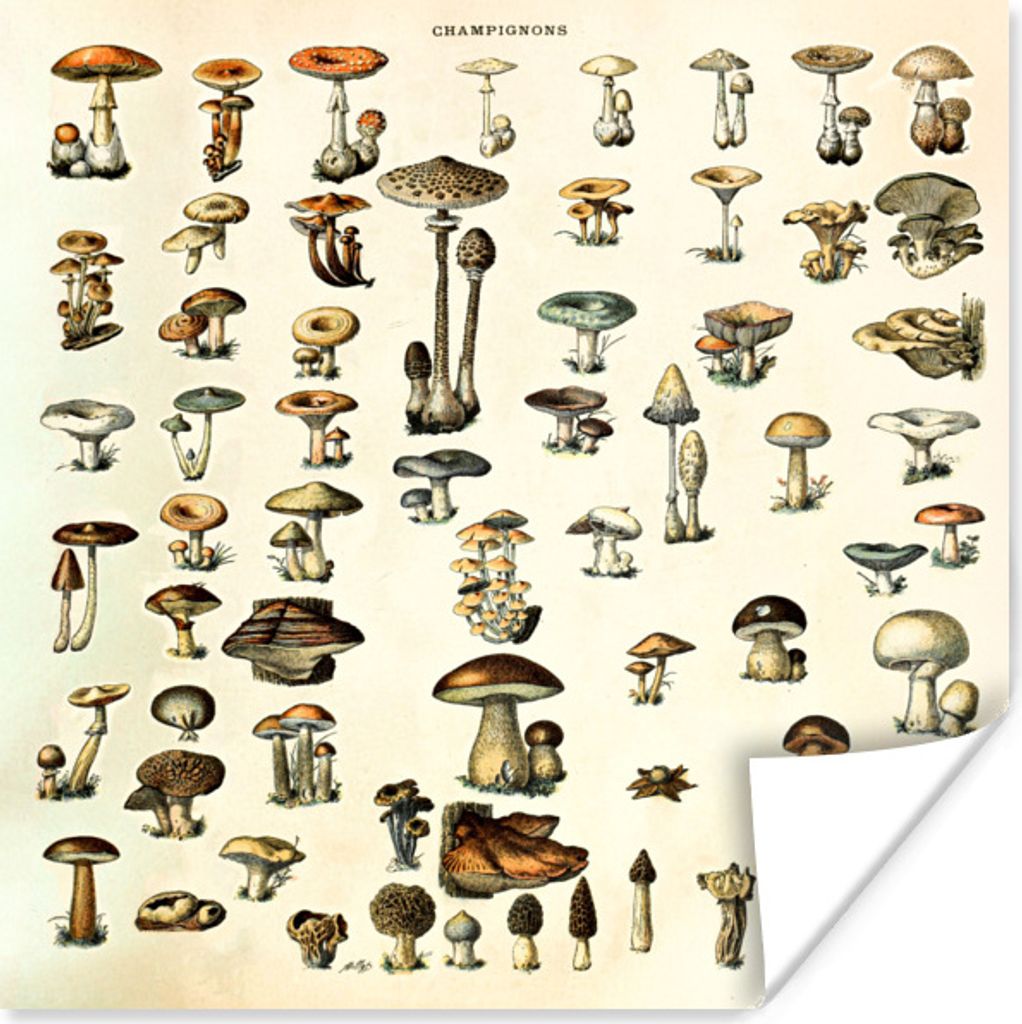 MuchoWow Poster Pilz - Herbst - Jahreszeiten - Vintage - Adolphe Millot - Natur 75x75 cm - Wand Dekoration