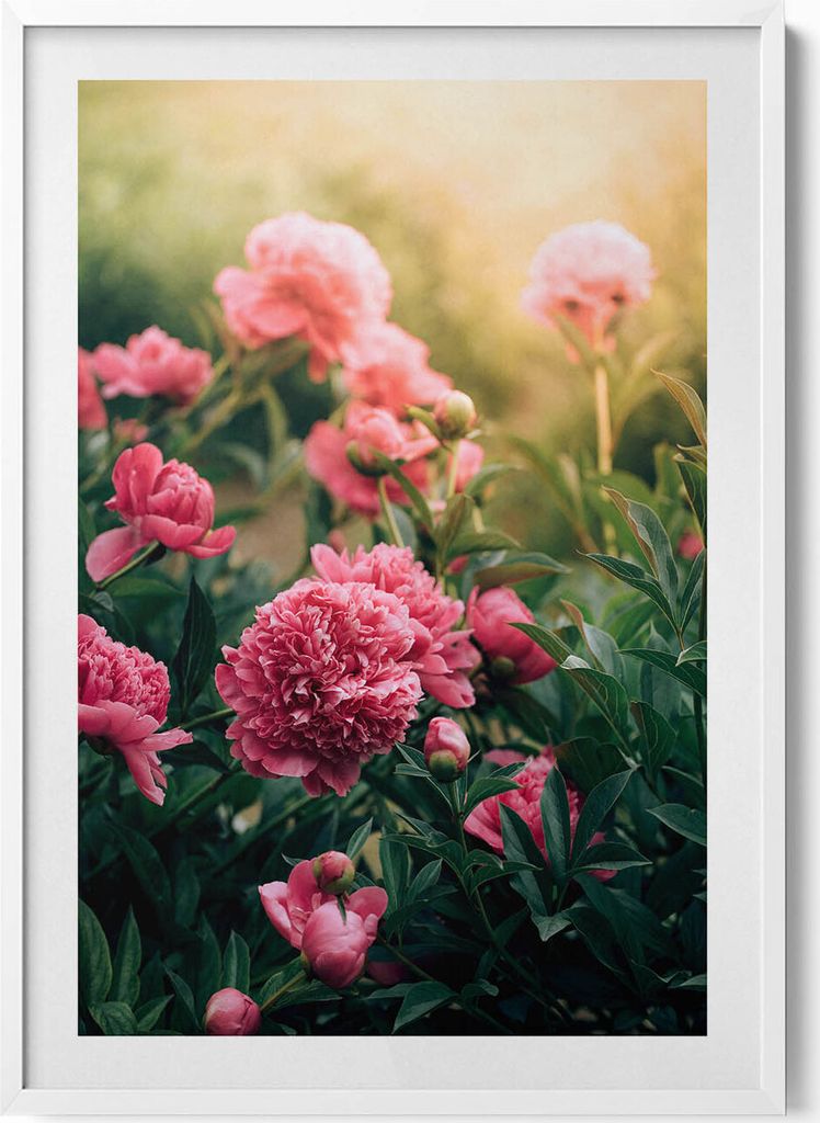 Rosa Blumen auf einer Wiese– Wandbild mit Rahmen – Gerahmtes Bild – Wanddekoration – 70x100 cm – Weiß Rahmen