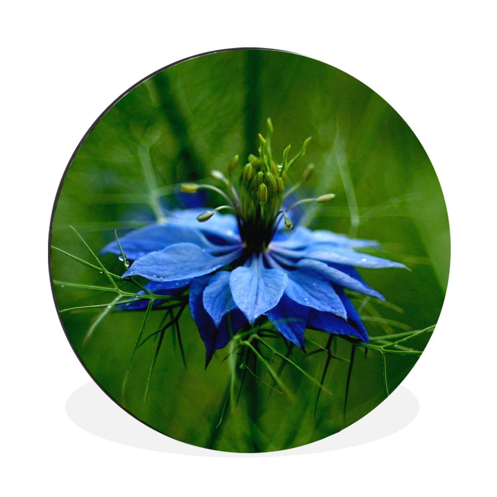 MuchoWow Aluminium Wandkreis Eine blaue Nigella auf grünem Hintergrund Ø 90 cm Wanddeko Modern Wohnzimmer - Mauerkreis - Wandbilder - Runde Bil...