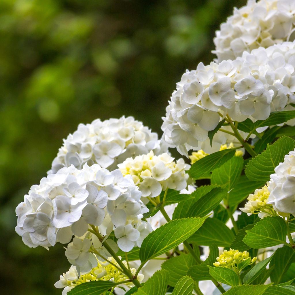 GreenboutiQ - Hortensie - Hydrangea macrophylla Blau - Produktbild 