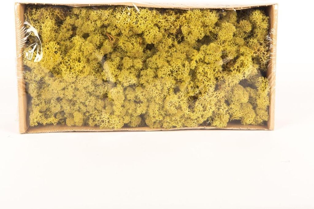 INNA-Glas Dekoratives Moos SVEINBJÖRN, kiwigrün, 500g - Echtes Isländisches Moos