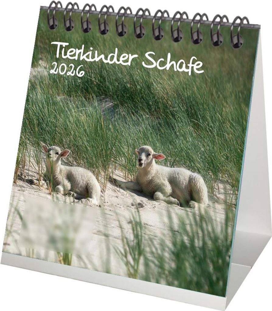 Tierkinder Schafe Tischkalender 10cm x 10cm für 2026 Schafe und Lämmchen - Set-Inhalt: 1x Kalender 1x Weihnachtsanhänger 1x Grußanhänger (gesa...