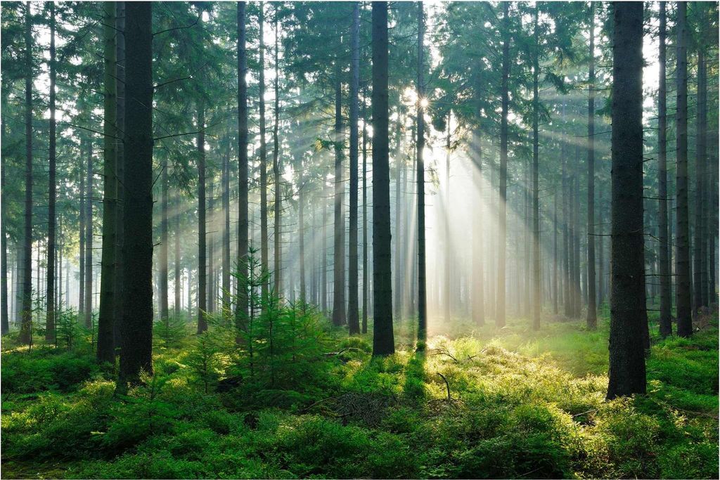 Fototapete Wald - Vliestapete - Bildtapete UV-beständig Design grün Motiv Wandtapete geruchsfrei