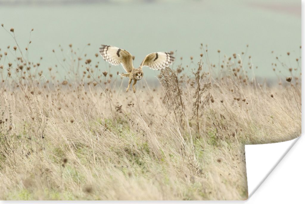 MuchoWow Poster Fliegende Eule in der Landschaft des Vereinigten Königreichs 120x80 cm - Bilder