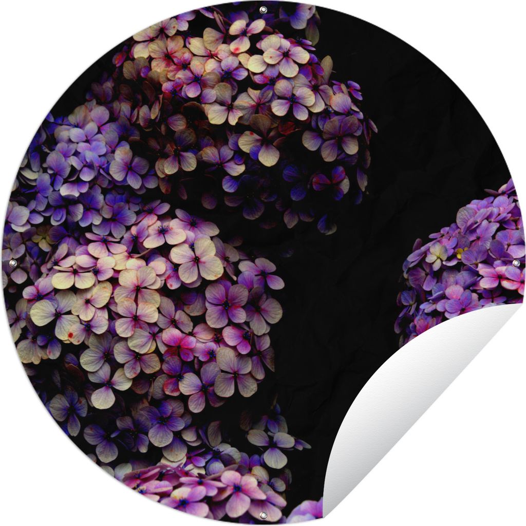MuchoWow Gartenposter Outdoor-Poster Rund Hortensie schwarzer Hintergrund Ø 60 cm Gartendeko Rundes Poster draußen