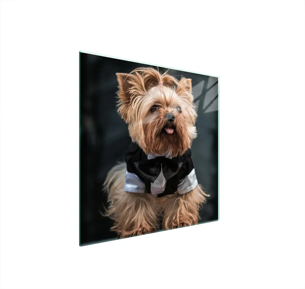 Piastra di Protezione in Vetro 50x52 Cane Cinghiale - Sicurezza Top