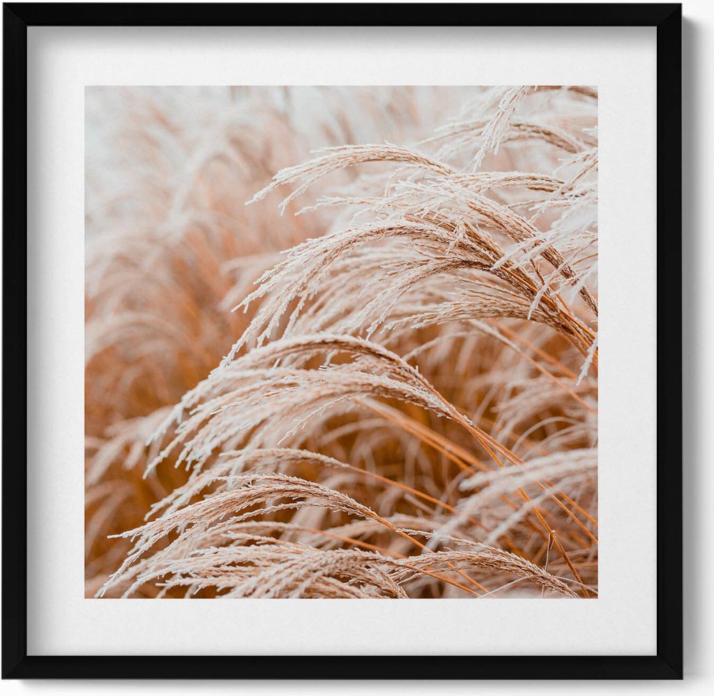 Zarte Gräser im Boho-Stil– Wandbild mit Rahmen – Gerahmtes Bild – Wanddekoration – 50x50 cm – Schwarz Rahmen