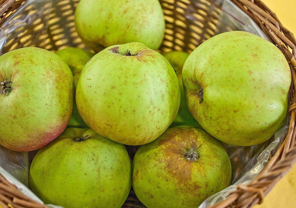 Winterapfel 'Kanadarenette' 170-200 cm / Stamm 80-100 cm - Malus - Renette du Canada - Apfelbaum