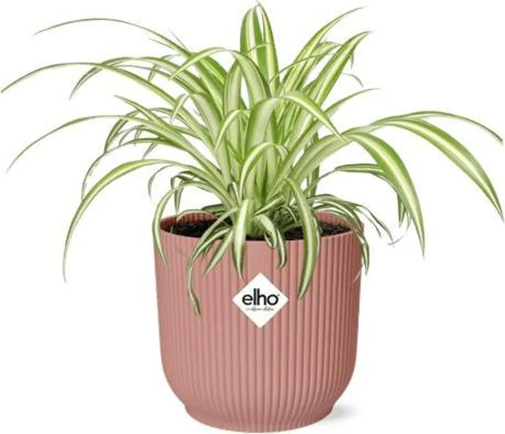 Lys vert panaché en pot rose 14cm : plante facile et décorative