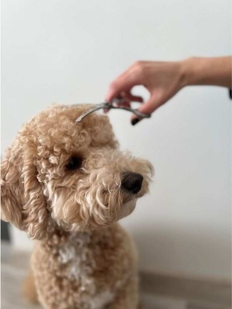 Purlov Hundeschermaschine 23186 Produktbild 11
