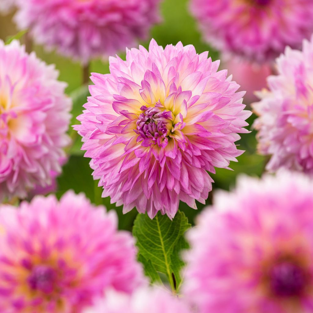 Dahlia Knolle Garten Zierpflanze Gefranste Dahlie Sakura Fubuki 1 St.