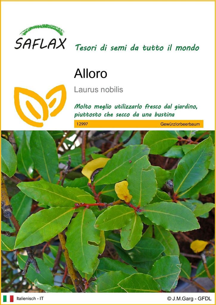 SAFLAX  - Alloro - 6 semi - Laurus Immagine del prodotto 