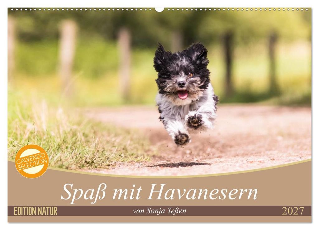 Spaß mit Havanesern (Wandkalender 2027 DIN A2 quer), CALVENDO Monatskalender