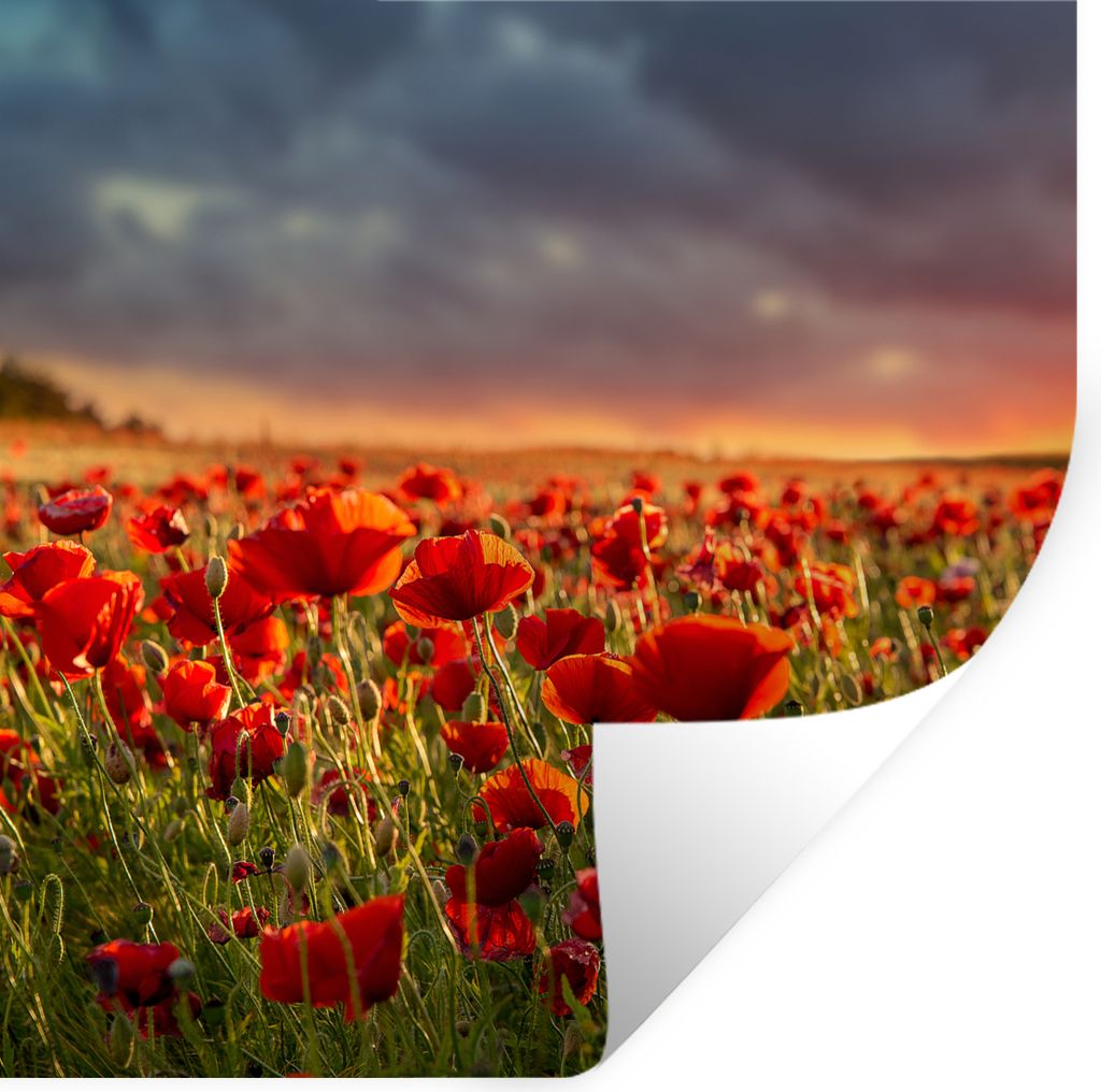 MuchoWow Wandtattoo Wandsticker Wandaufkleber Sonnenuntergang über einem Feld von Mohnblumen 80x80 cm Selbstklebend und Repositionierbar - Wierd...