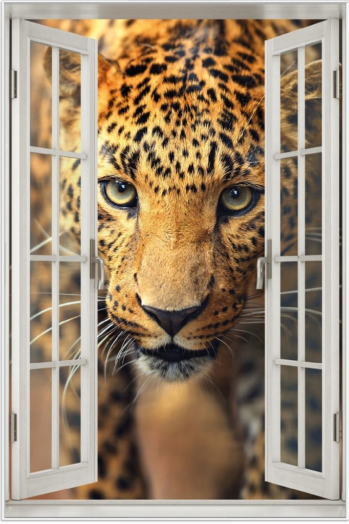 Wallario Wandbild mit Fenster-Illusion: Leopard in Nahaufnahme beim Laufen, Größe: 61 x 91,5 cm, Poster mit weißem Aluminiumrahmen