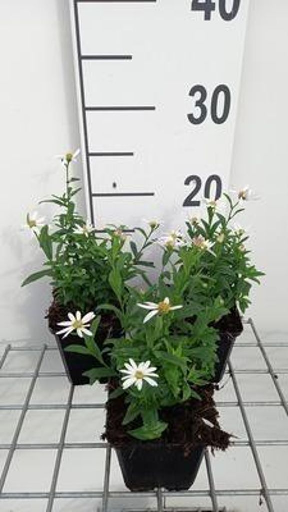 6 x Kalimeris inc. 'Alba' - Schönaster - Topf 9 x 9 cm