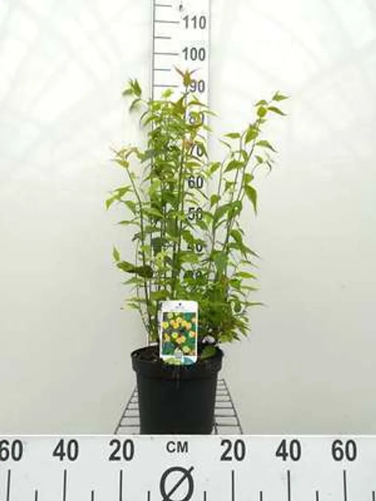 Kerria japonica Pleniflora résistant au gel - Arbuste facile 60 cm