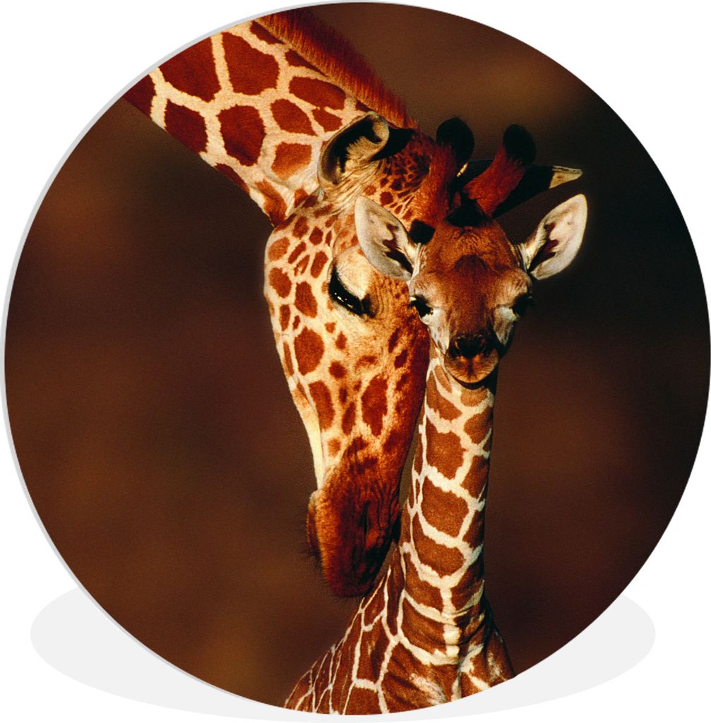 MuchoWow Rundes Wandbild - Runde Bilder Giraffe - Kalb - Porträt Ø 60 cm Kreis Wanddekoration Kunststoff - Wandkreis - Wandschmuck - Wand Kreis...