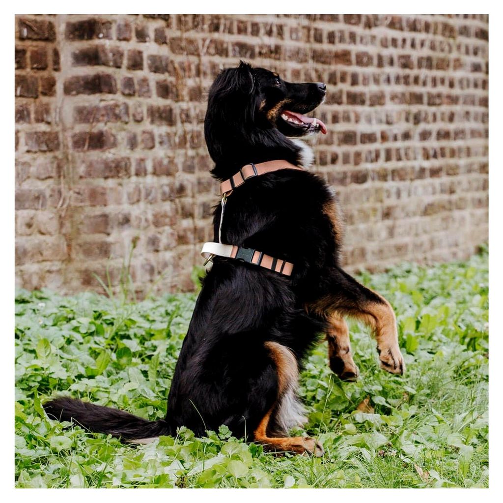 Handgemachtes Outdoor Hundegeschirr, 5-fach verstellbar und wasserfest, für kleine bis sehr große Hunde, Führgeschirr Brustgeschirr Hundetrainin...