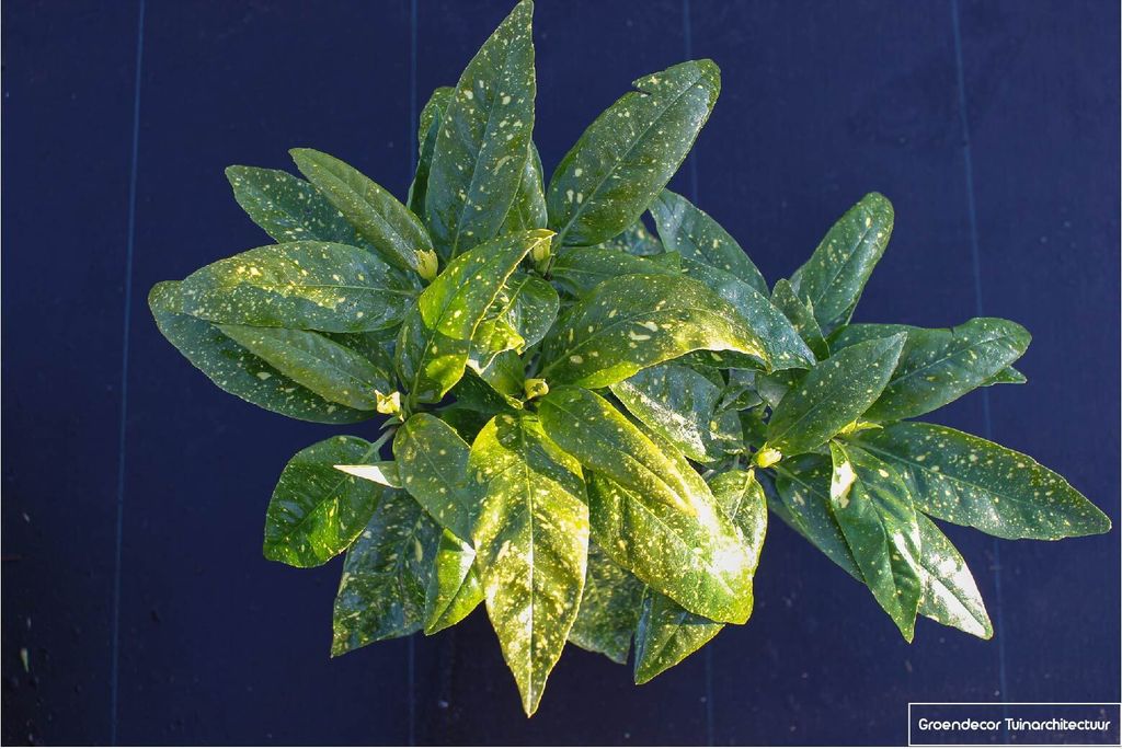 Aucuba jap. 'Variegata'- Goldlorbeer 30-40 cm Container