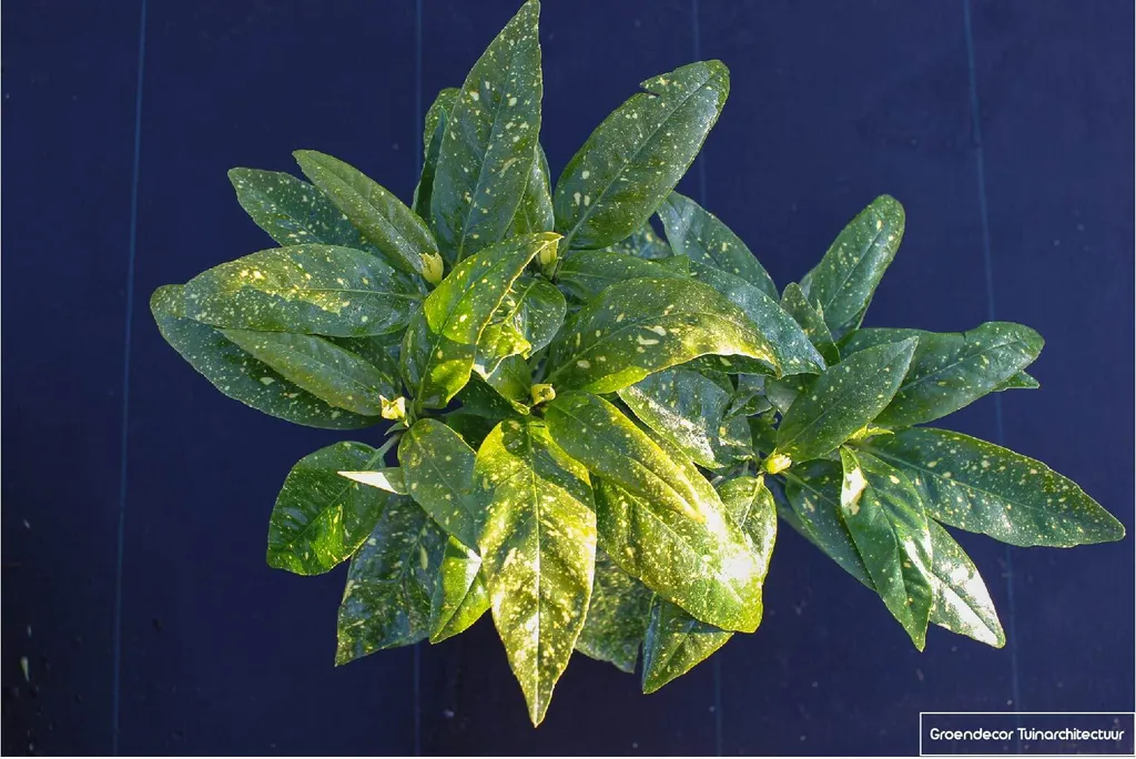 Laurier doré Aucuba Variegata 30-40 cm : la solution pour l'ombre
