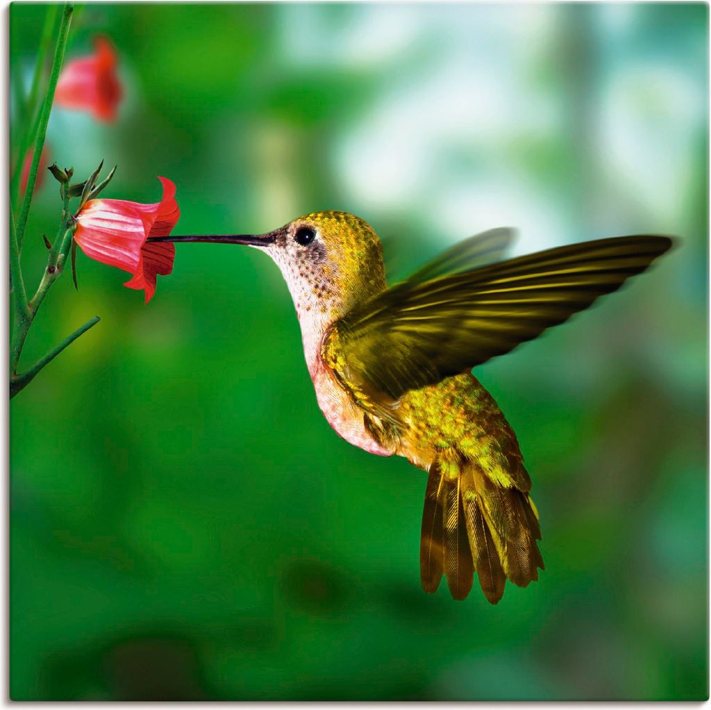 ARTland Leinwandbild Kolibri Größe: 50x50 cm