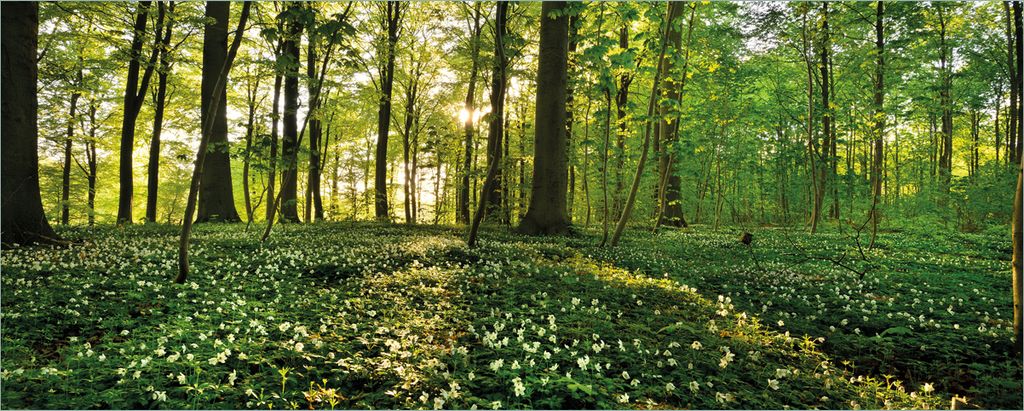 Wallario Poster - Waldanemonen und Sonnenstrahlen im Wald, Kunstdruck Größe: 50 x 125 cm