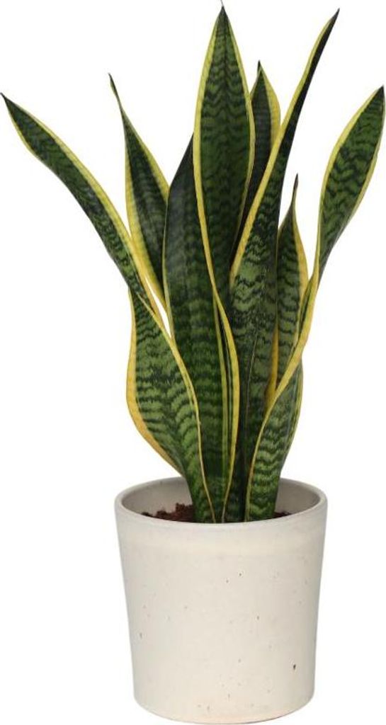Bogenhanf - Sansevieria trifasciata Laurentii