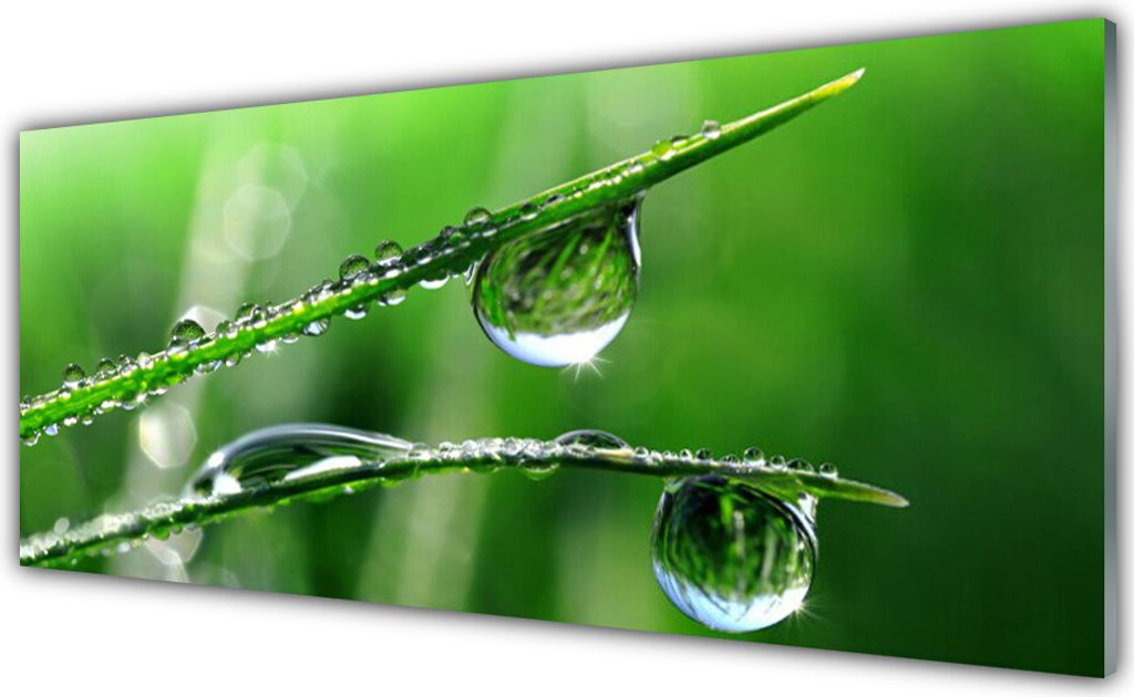 Glasbilder 125x50 Wandbild Druck auf Glas Gras Tautropfen Pflanzen