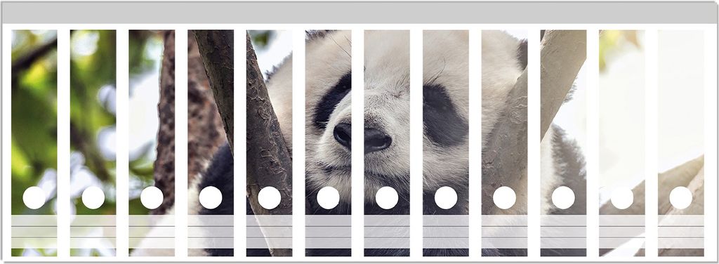 Wallario Ordnerrücken Sticker, selbstklebend für breite Ordner, 12 Stück, Motiv Schlafender Panda in einem Baum