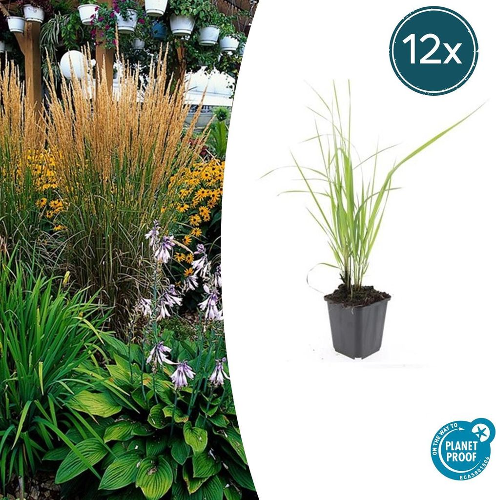 Calamagrostis acutiflora 'Karl Foerster' | 12 pezzi - Immagine del prodotto 