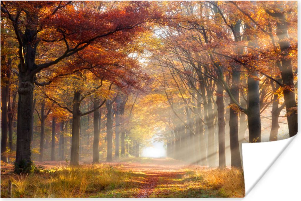 MuchoWow Poster Herbst - Wald - Baum 120x80 cm - Bilder